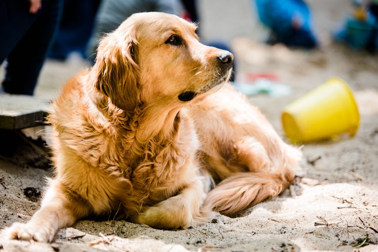 Kita-Hund Balu präsentiert sich der Mitteldeutschen Zeitung